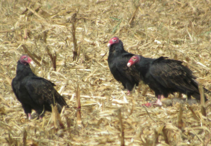 Turkey Vultures